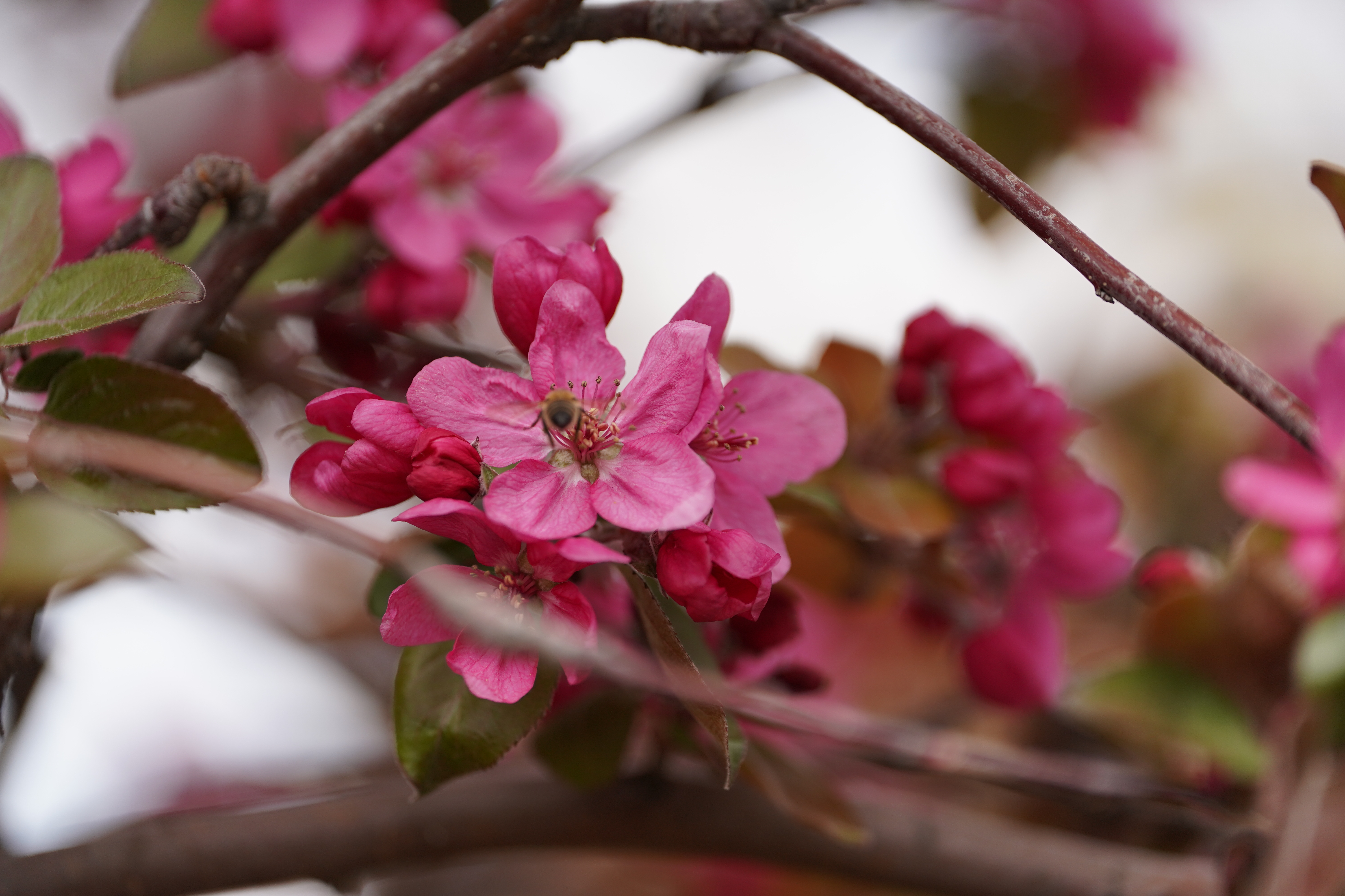 Kızılcahamam Belediyesi